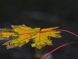 Herbsteindrücke-002.jpg