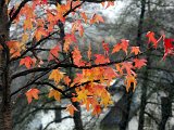 Herbsteindrücke-014.jpg