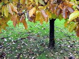 Herbsteindrücke-017.jpg