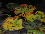 Herbsteindrücke-018.jpg