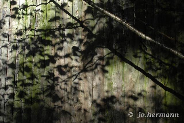 Herbstwald-006.jpg